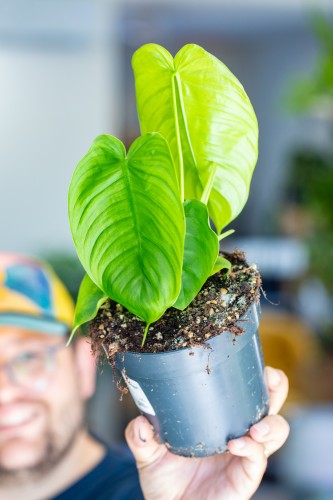 Philodendron Tenue ø14 cm - ↑30 cm-1.jpg