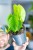 Philodendron Tenue ø14 cm - ↑30 cm-1.jpg