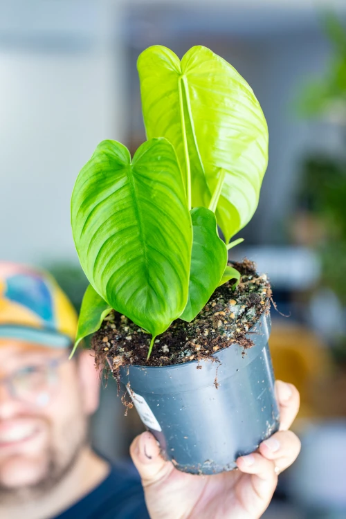 Philodendron Tenue ø14 cm - ↑30 cm-1.jpg