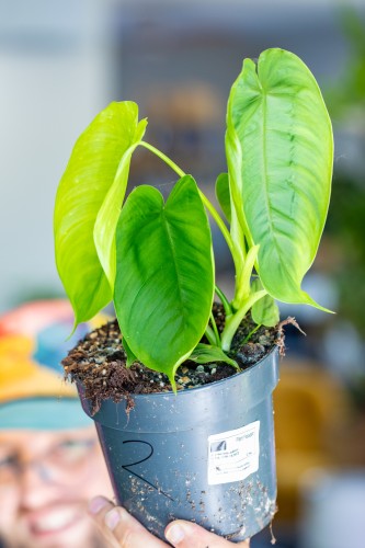Philodendron Tenue ø14 cm - ↑30 cm-2.jpg