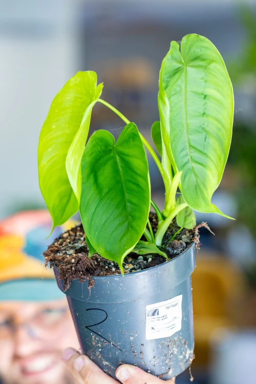 Philodendron Tenue ø14 cm - ↑30 cm-2.jpg