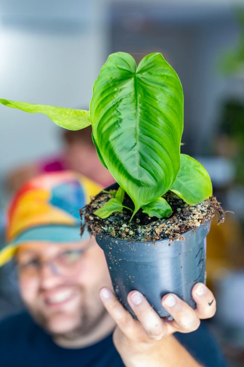 Philodendron Tenue ø14 cm - ↑30 cm-3.jpg