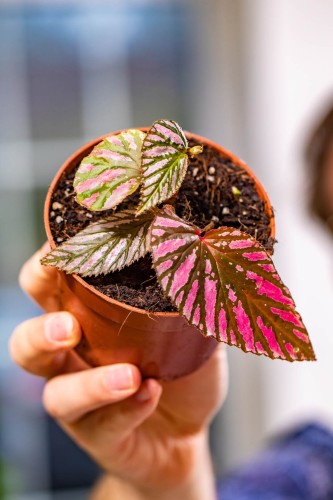 Begonia Brevirimosa ø10,5 cm-3.jpg