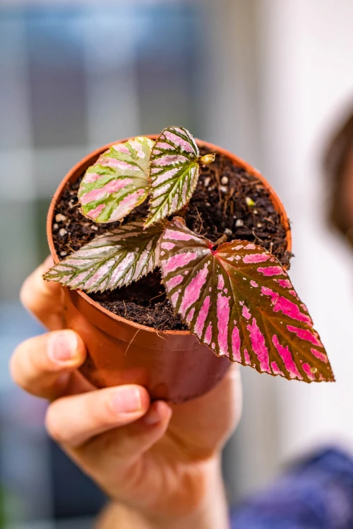 Begonia Brevirimosa ø10,5 cm-3.jpg