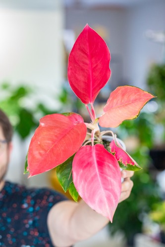 Aglaonema Orange Star ø12 cm - ↑35 cm-1.jpg
