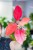 Aglaonema Orange Star ø12 cm - ↑35 cm-1.jpg
