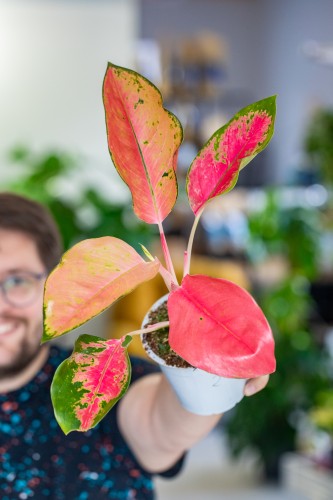 Aglaonema Orange Star ø12 cm - ↑35 cm-2.jpg