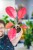Aglaonema Orange Star ø12 cm - ↑35 cm-3.jpg