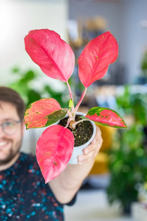 Aglaonema Orange Star ø12 cm - ↑35 cm-3.jpg