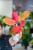 Aglaonema Orange Star ø12 cm - ↑35 cm-4.jpg
