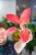 Aglaonema Orange Star ø12 cm - ↑35 cm-5.jpg