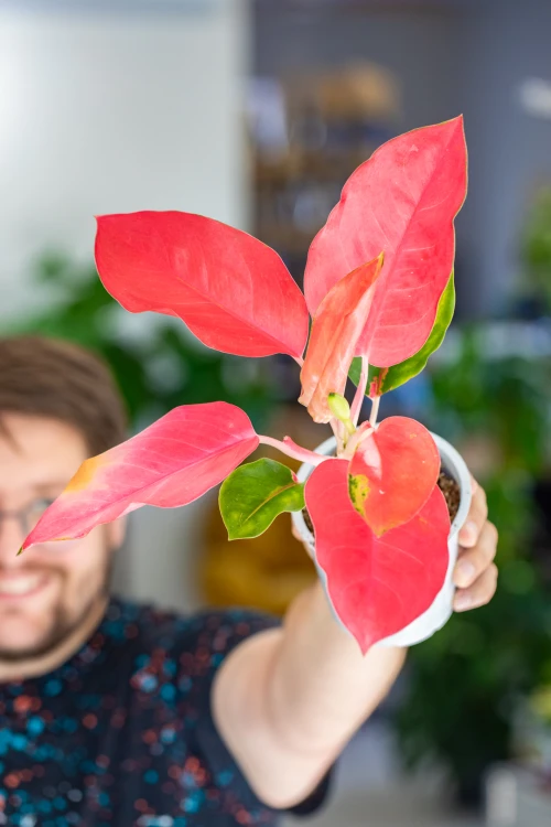 Aglaonema Orange Star ø12 cm - ↑35 cm-5.jpg