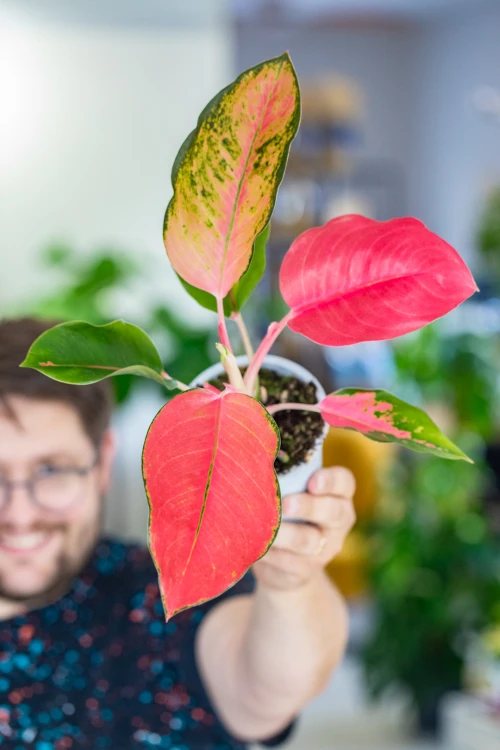 Aglaonema Orange Star ø12 cm - ↑35 cm-6.jpg