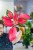 Aglaonema Orange Star ø12 cm - ↑35 cm-7.jpg