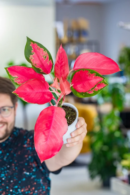 Aglaonema Orange Star ø12 cm - ↑35 cm-7.jpg