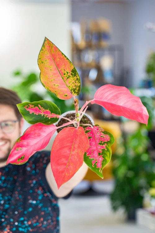 Aglaonema Orange Star ø12 cm - ↑35 cm-8.jpg