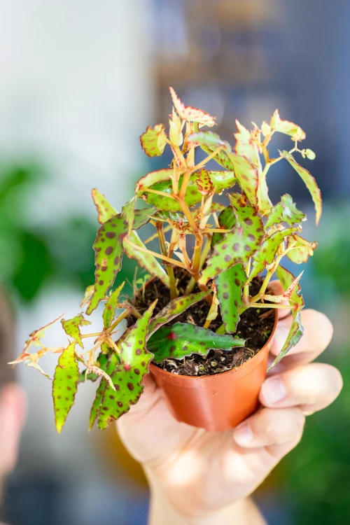Begonia Amphioxis ø8 cm - ↑12 cm-4.jpg