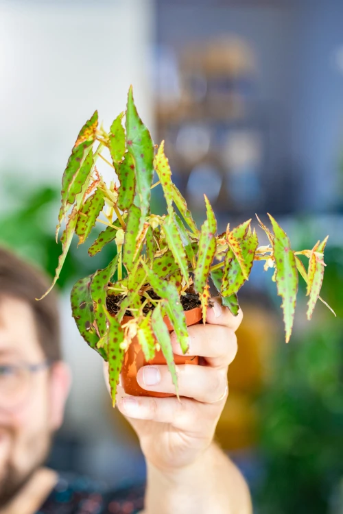 Begonia Amphioxis ø8 cm - ↑12 cm-5.jpg