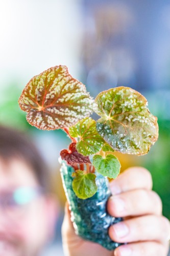 Begonia Little Moon ø2 cm - ↑15 cm-1.jpg