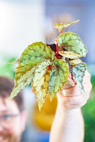 Begonia Lucifer ø8 cm - ↑12 cm -1.jpg
