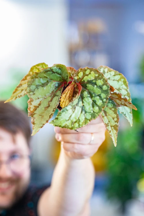 Begonia Lucifer ø8 cm - ↑12 cm -4.jpg