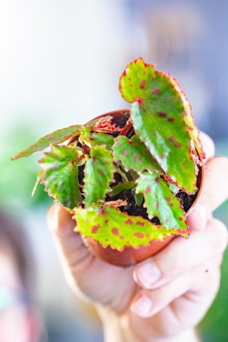 Begonia Pink Dottie ø8 cm - ↑12 cm-1.jpg