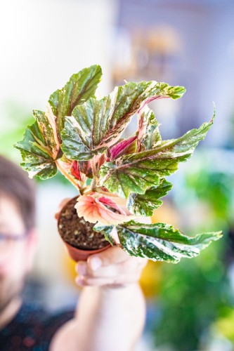Begonia Ginny Galaxy Variegata ø7 cm - ↑15 cm-1.jpg