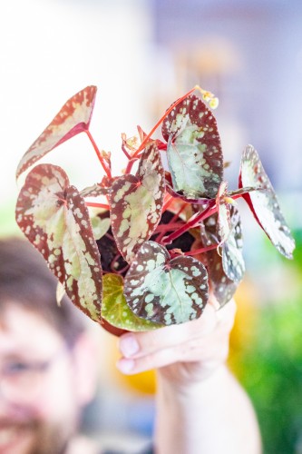 Begonia Silver Moon ø8 cm - ↑12 cm-1.jpg