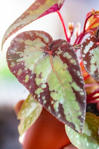 Begonia Silver Moon ø8 cm - ↑12 cm-2.jpg