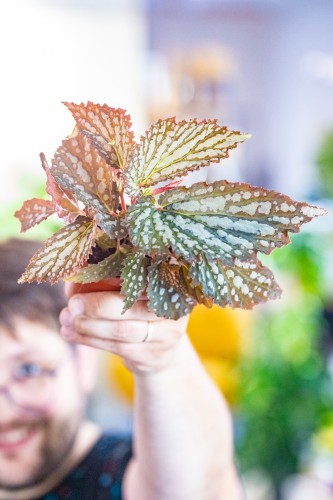 Begonia Snow Leopard ø8 cm - ↑12 cm-1.jpg