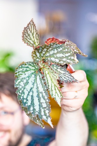 Begonia Snow Leopard ø8 cm - ↑12 cm-2.jpg