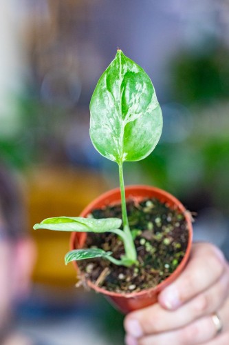 Monstera Bulbasaur ø8 cm - ↑10 cm - NA ZAMÓWIENIE-1.jpg
