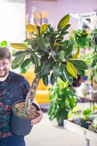 Ficus Melany ø27 cm - ↑130 cm - NA ZAMÓWIENIE-1.jpg