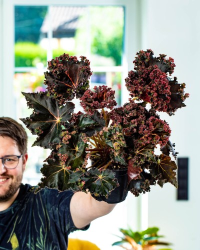 Begonia Munchkin-1.jpg