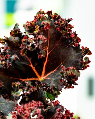 Begonia Munchkin-2.jpg