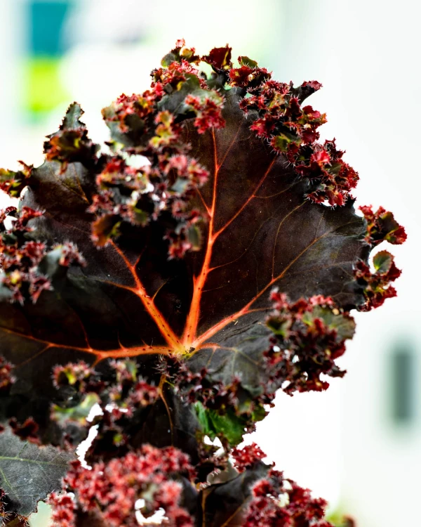 Begonia Munchkin-2.jpg