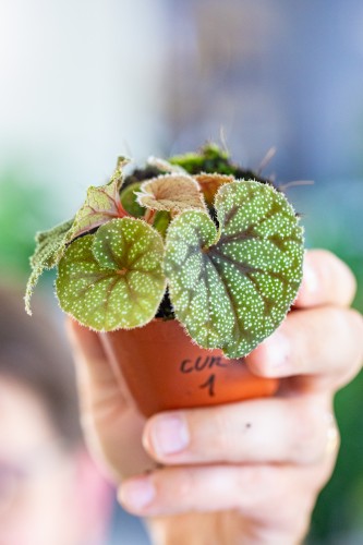 Begonia Curtisii Galaxy ø8 cm - ↑12 cm-1.jpg