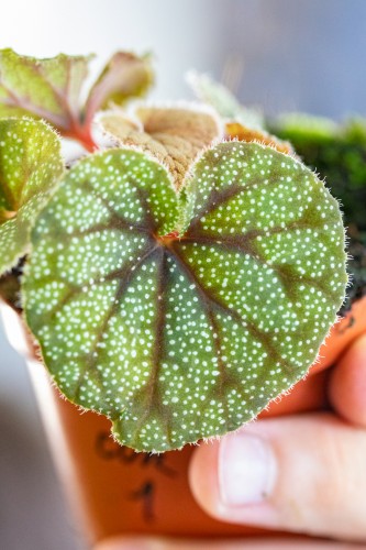 Begonia Curtisii Galaxy ø8 cm - ↑12 cm-2.jpg
