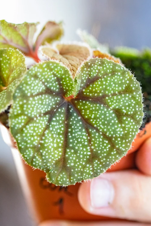 Begonia Curtisii Galaxy ø8 cm - ↑12 cm-2.jpg