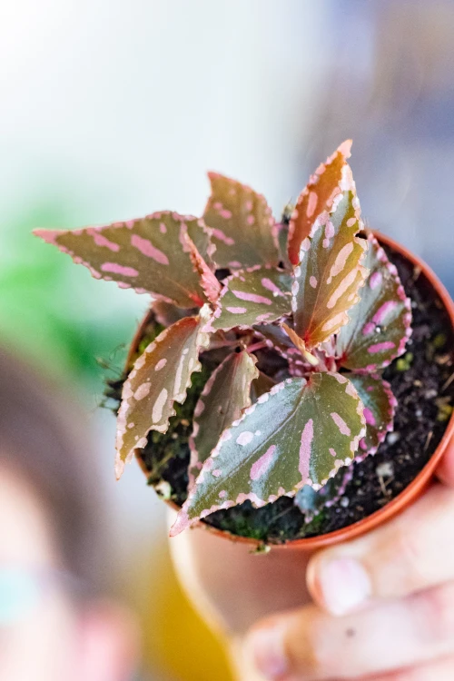 Begonia Jalau typ 1 ø8 cm - ↑12 cm-1.jpg