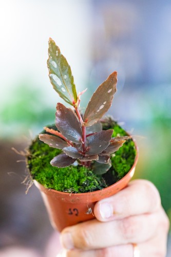 Begonia Jalau typ 2 ø8 cm - ↑12 cm-2.jpg