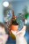 Begonia Palmata D Don ø8 cm - ↑12 cm-1.jpg