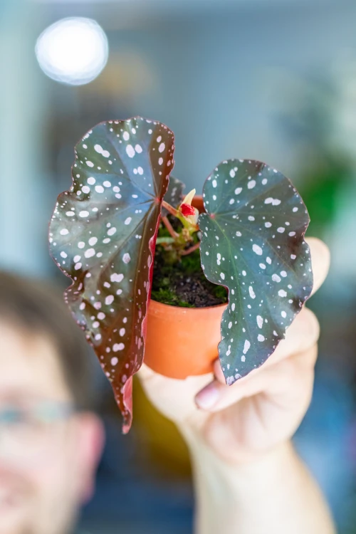 Begonia Palmata D Don ø8 cm - ↑12 cm-1.jpg