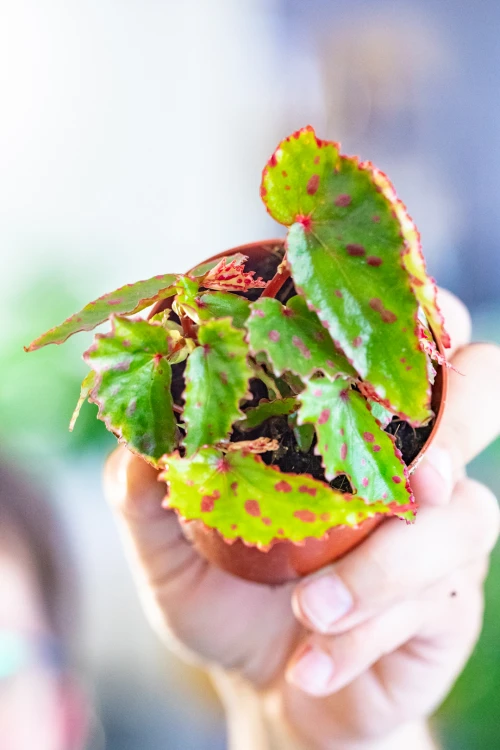 Begonia Pink Dottie ø8 cm - ↑12 cm-1.jpg