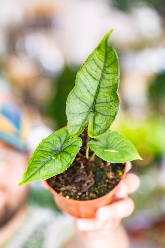 Alocasia Olanii-1.jpg