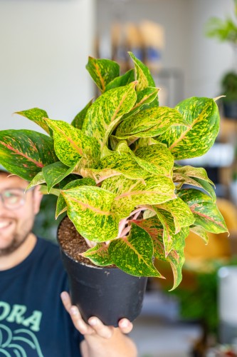 Aglaonema Samba Red ø19 cm - ↑45 cm-1.jpg