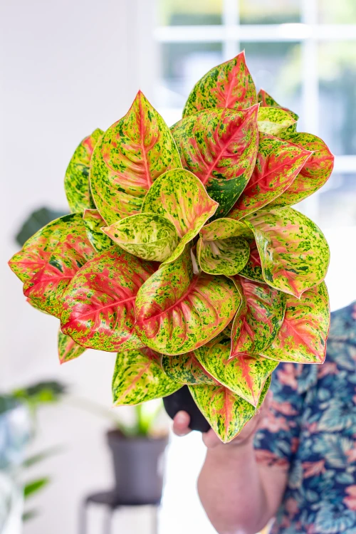 Aglaonema Grand Poppy XL-1.jpg