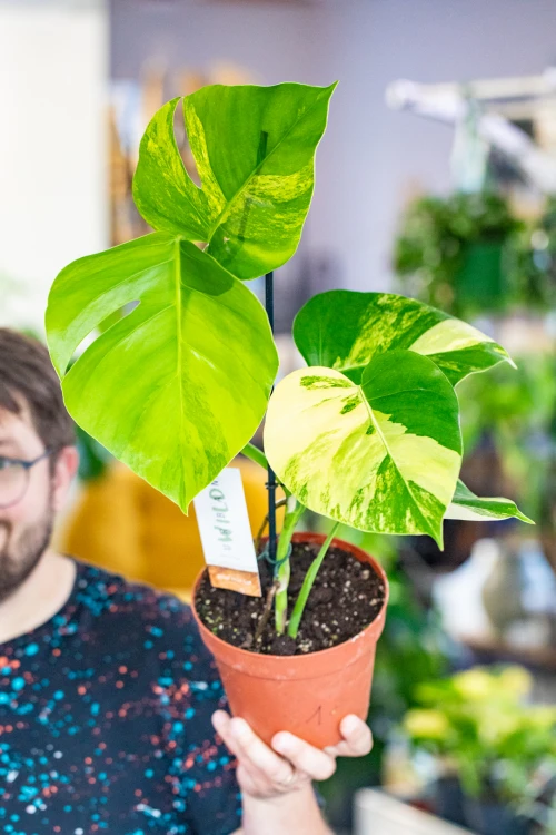 Monstera Marmorata Aurea ø17 cm - ↑40 cm-1.jpg