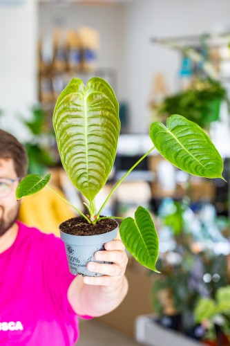 Anthurium Veitchii ø12 cm - ↑30 cm-1.jpg