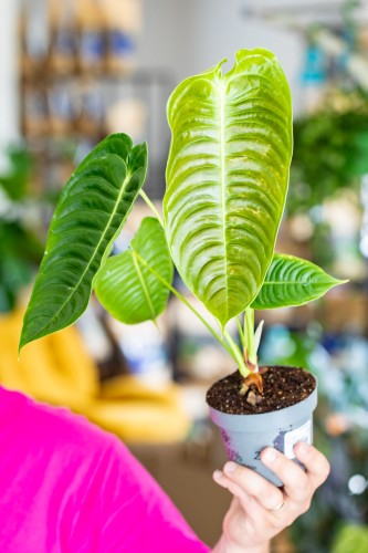 Anthurium Veitchii ø12 cm - ↑30 cm-2.jpg